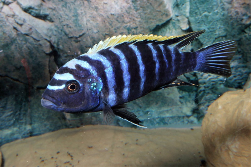 Cynotilapia zebroides 'Ndonga (South)'